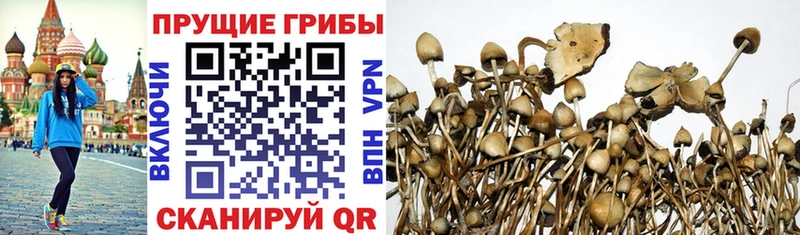 OMG как войти  Братск  Галлюциногенные грибы Psilocybine cubensis 